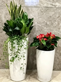 镇海绿植租赁市场哪个好？详细对比评测